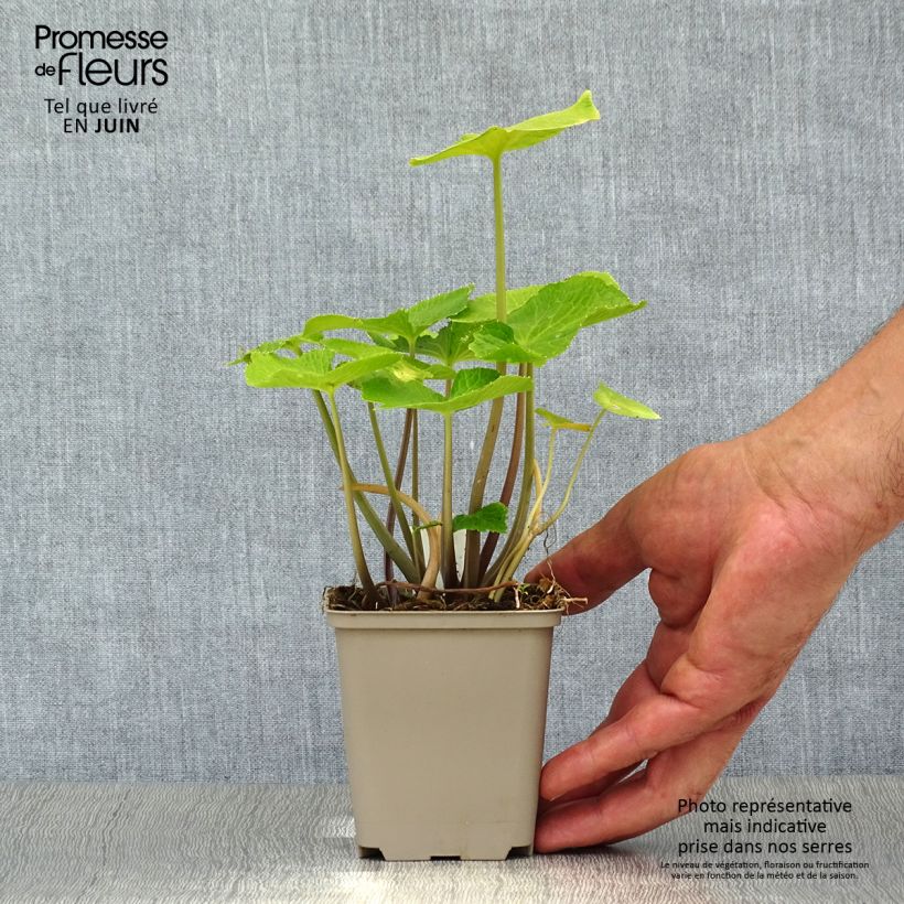 Exemplaar van Wasabi - Eutrema japonicum Kweekpotje van 8/9 cm zoals geleverd in de zomer