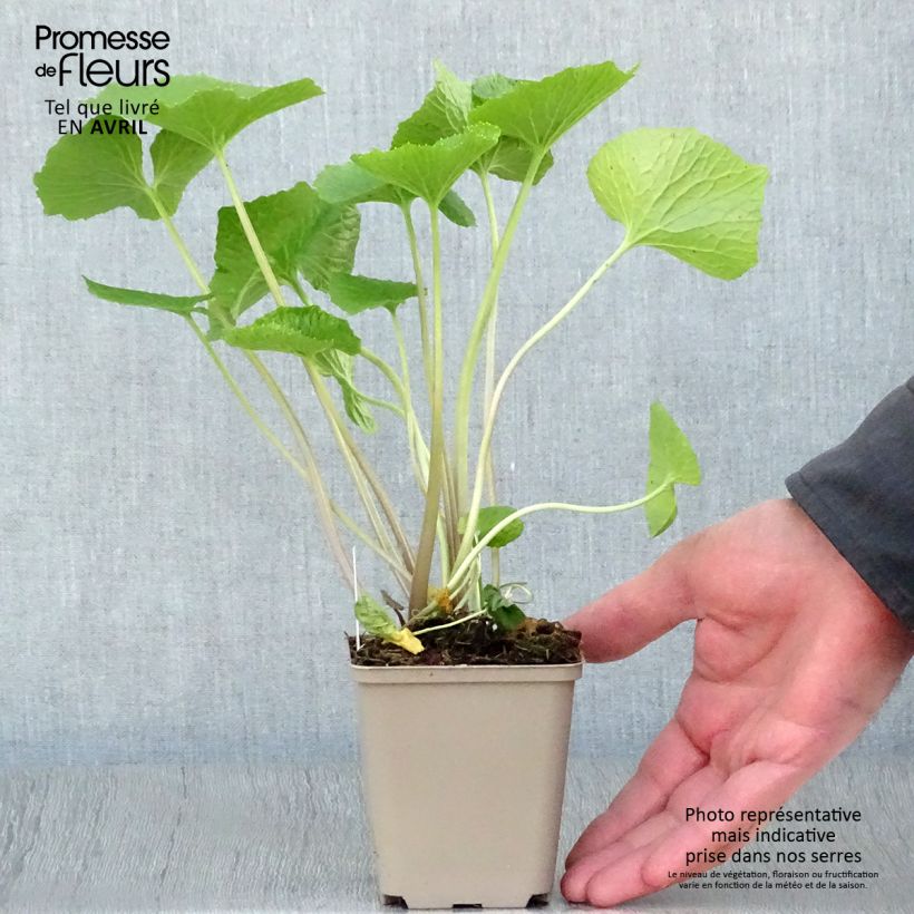 Exemplaar van Wasabi - Eutrema japonicum Kweekpotje van 8/9 cm zoals geleverd in de lente