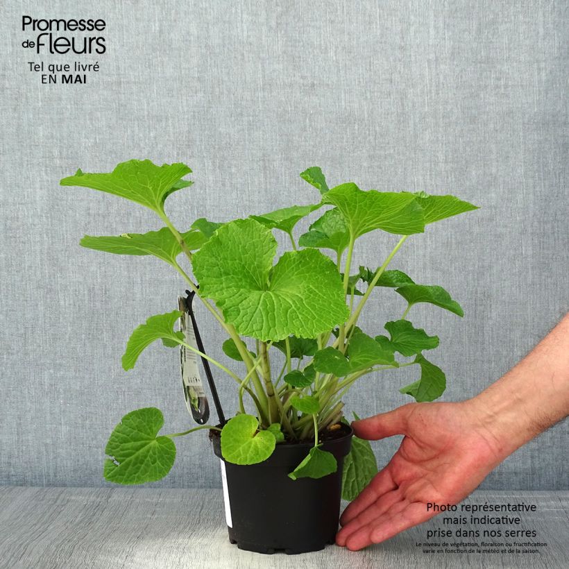 Exemplaar van Wasabi - Eutrema japonicum Pot van 1,5 l/2 l zoals geleverd in de lente