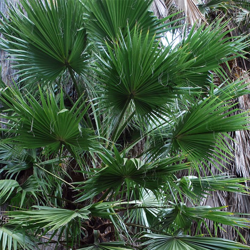 Washingtonia filifera - Waaierpalm (Foliage)