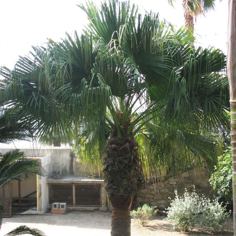 Washingtonia filifera - Waaierpalm (Plant habit)
