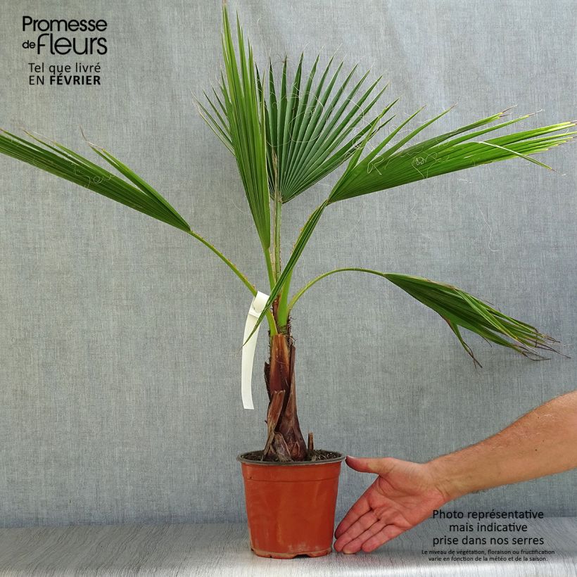 Exemplaar van Washingtonia robusta - Mexicaanse waaierpalm Pot van 2 l/3 l zoals geleverd in de herfst