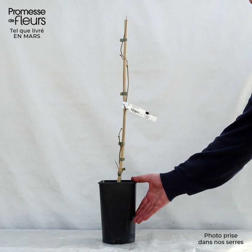 Exemplaar van Wattakaka sinensis - Dregea sinensis Pot van 2 l/3 l zoals geleverd in de lente