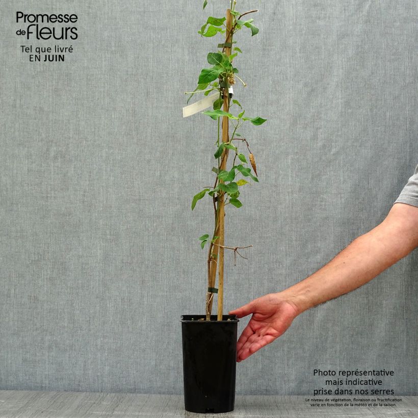 Exemplaar van Wattakaka sinensis - Dregea sinensis Pot van 2 l/3 l zoals geleverd in de zomer