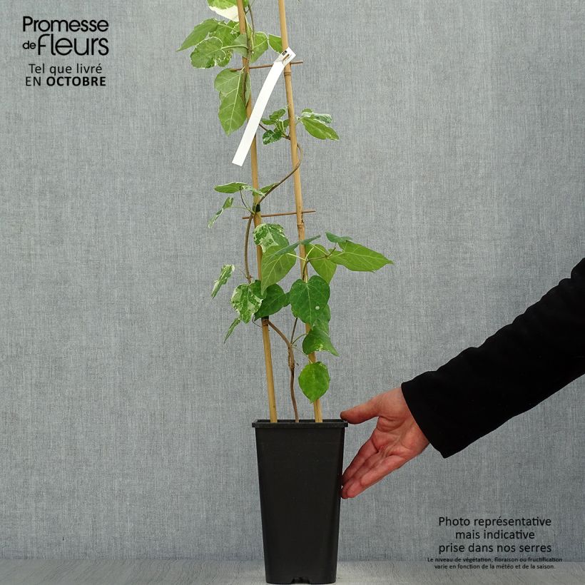 Exemplaar van Wattakaka sinensis Variegata - Drégée de Chine Pot van 2 l/3 l zoals geleverd in de herfst