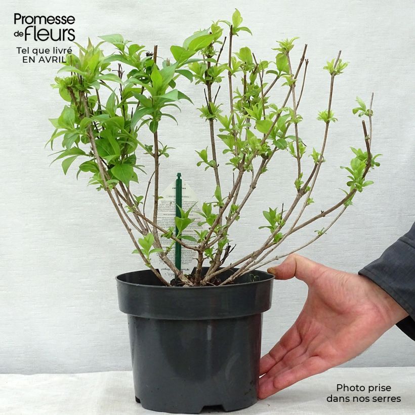Example of Weigelia All Summer Rood Pot van 3 l/4 l as you get in printemps