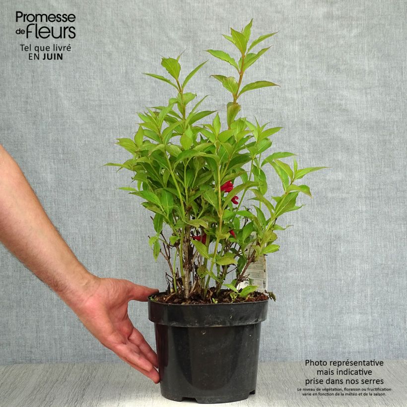 Exemplaar van Weigelia All Summer Rood Pot van 3 l/4 l zoals geleverd in de zomer