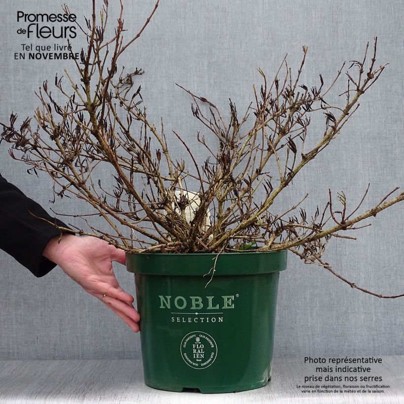 Exemplaar van Weigelia All Summer Rood Pot van 7,5 l/10 l zoals geleverd in de herfst