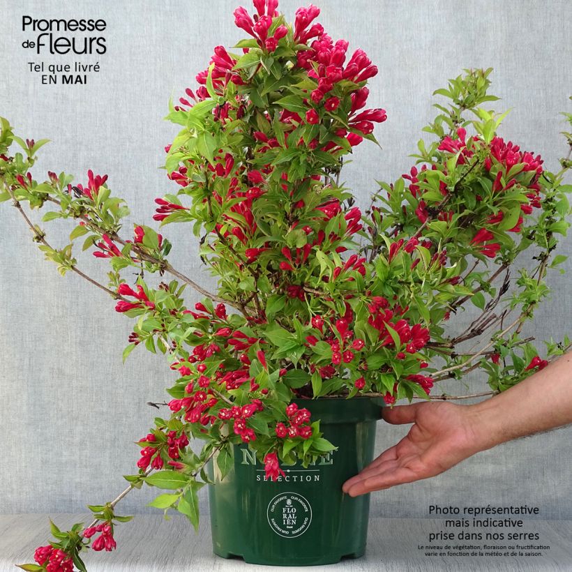 Example of Weigelia All Summer Rood Pot van 7,5 l/10 l as you get in printemps