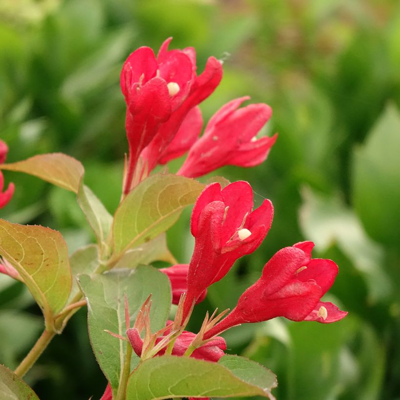 Weigelia All Summer Rood (Bloei)