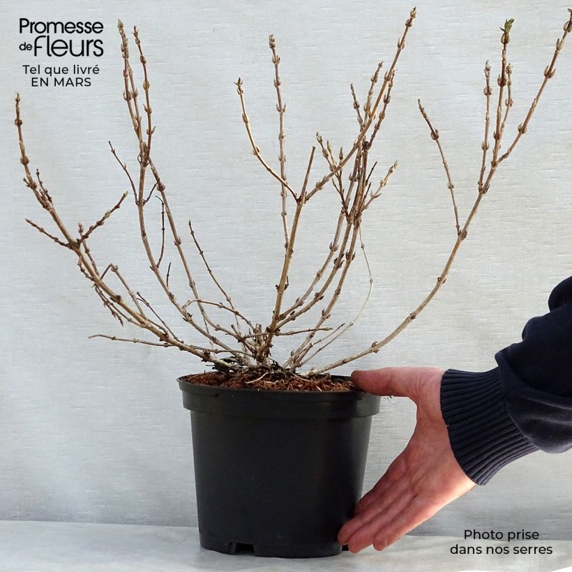 Exemplaar van Weigelia Black and White Pot van 3 l/4 l zoals geleverd in de lente