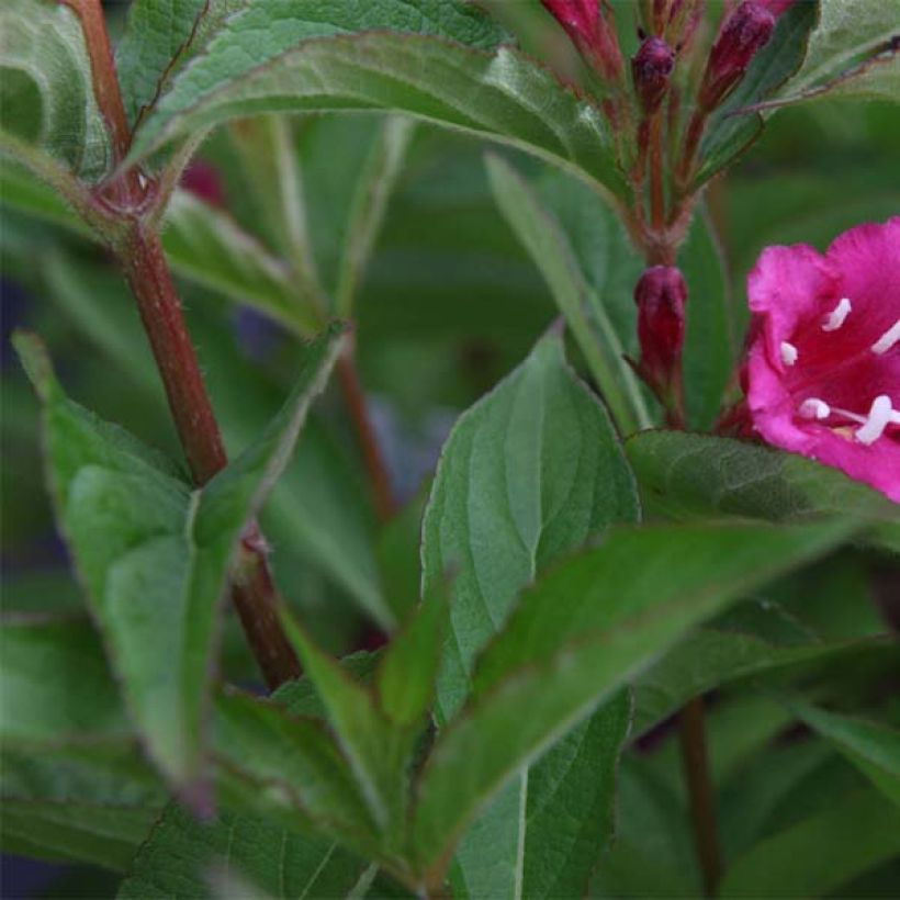 Weigelia florida Bristol Ruby (Foliage)