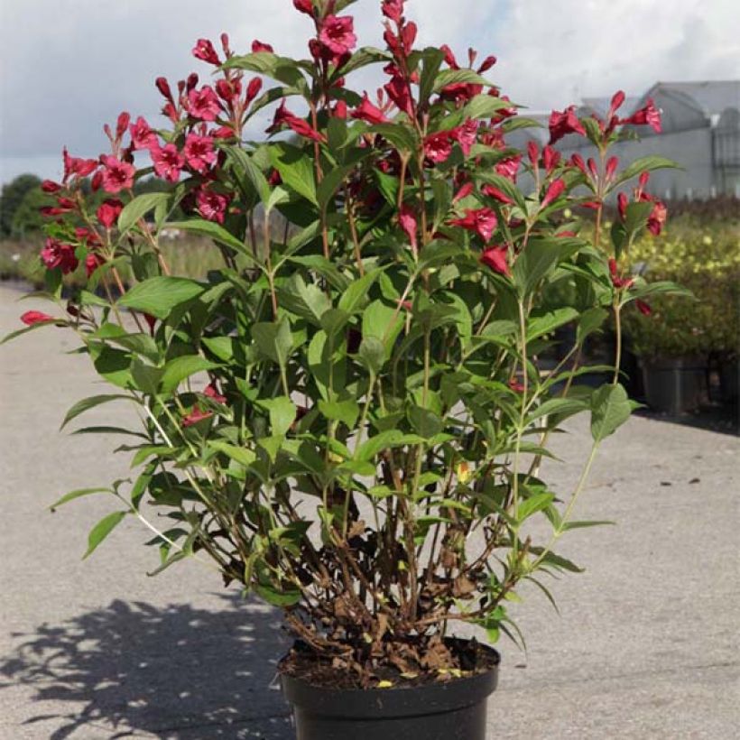 Weigelia florida Bristol Ruby (Plant habit)