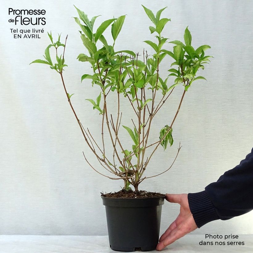 Example of Weigelia Candida Pot van 3 l/4 l as you get in printemps