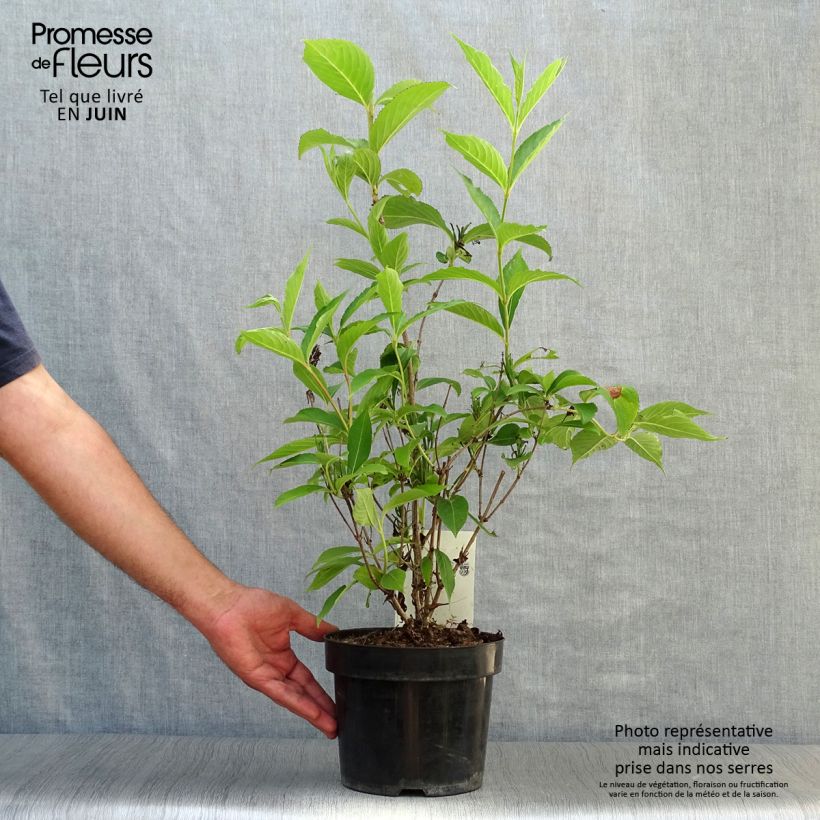 Exemplaar van Weigelia Candida Pot van 3 l/4 l zoals geleverd in de zomer