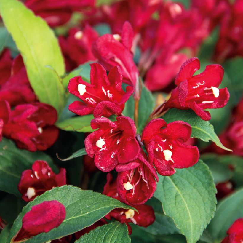 Weigelia Cherry Love (Bloei)