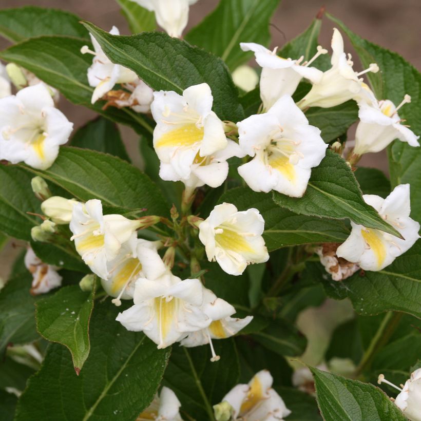Weigelia Colourtwist Sunny Side Up (Bloei)