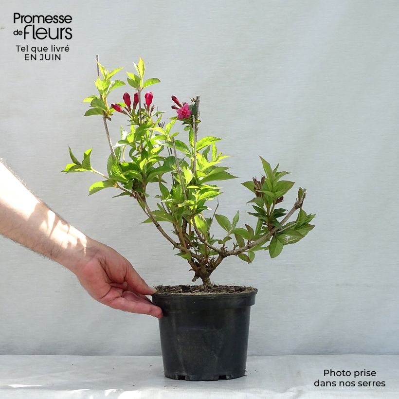 Exemplaar van Weigelia florida Bristol Ruby Pot van 2 l/3 l zoals geleverd in de zomer