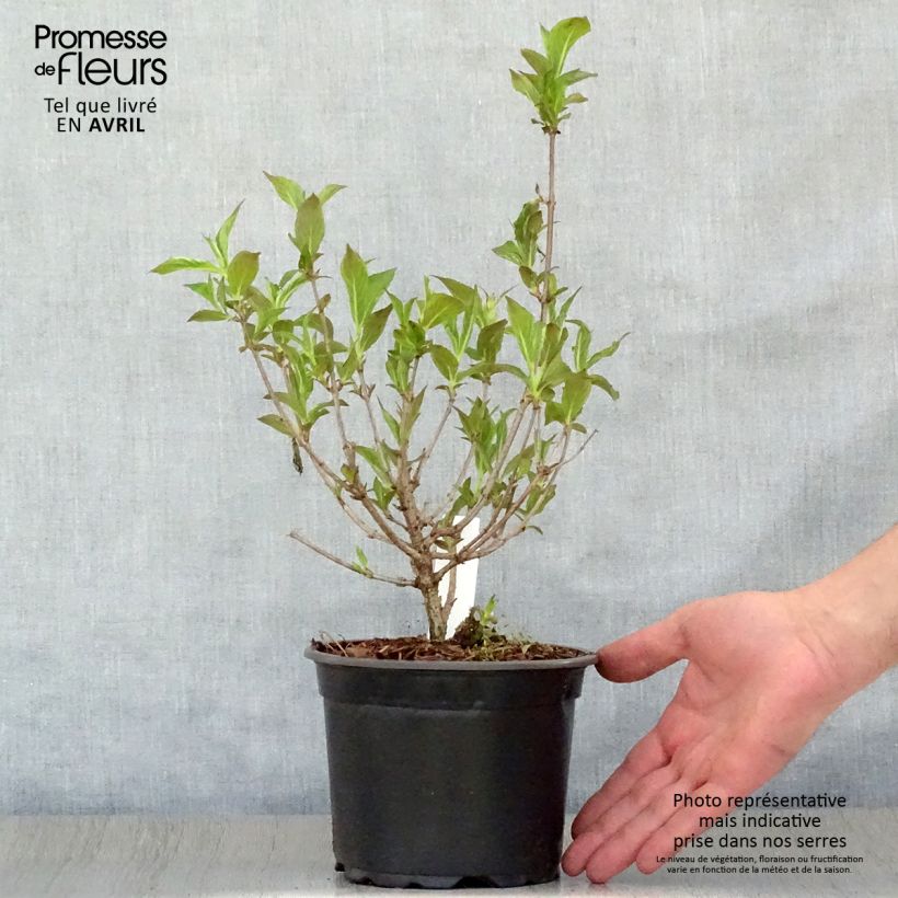 Example of Weigelia florida Bristol Ruby Pot van 2 l/3 l as you get in printemps