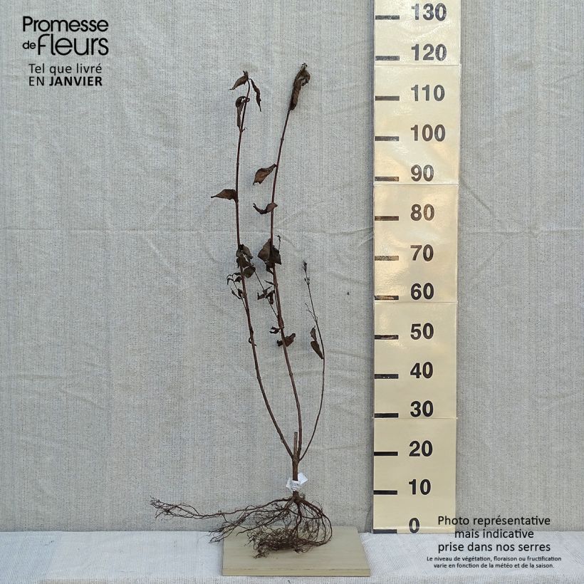 Example of Weigelia florida Bristol Ruby Naakte wortel as you get in hiver