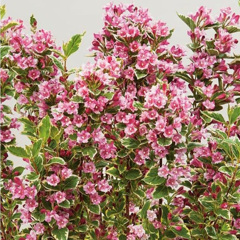 Weigelia Kosteriana Variegata (Bloei)