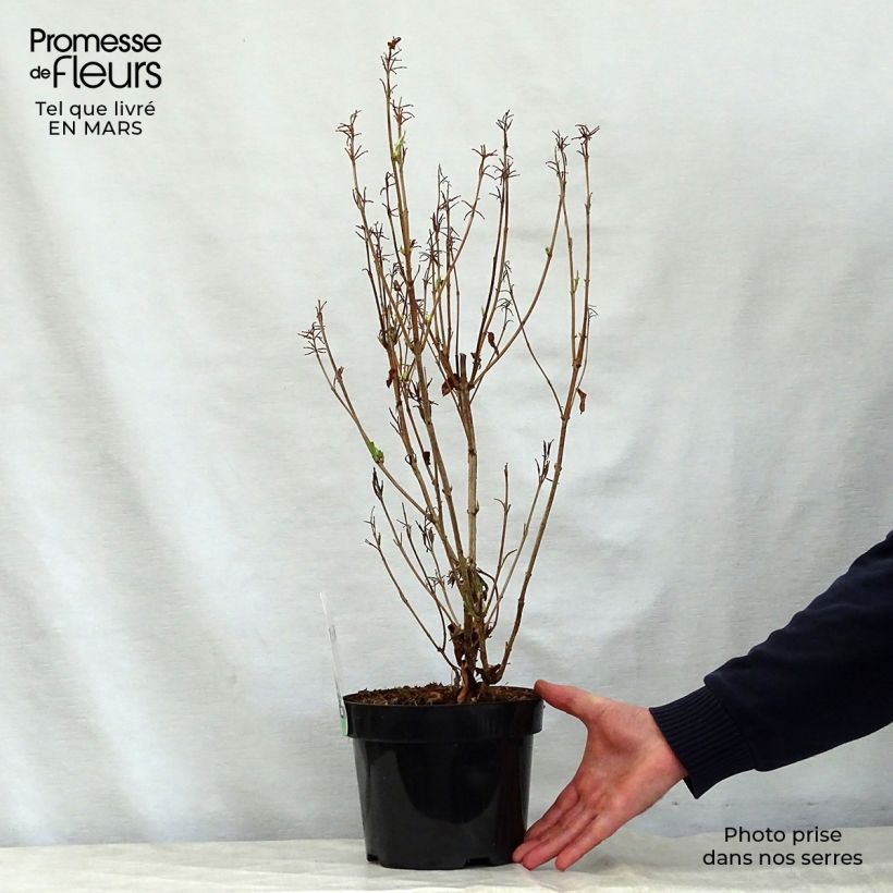 Exemplaar van Weigelia Milk and Honey Pot van 2 l/3 l zoals geleverd in de lente