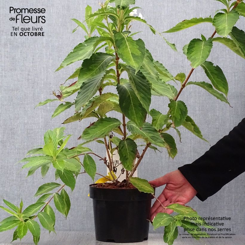 Exemplaar van Weigelia Milk and Honey Pot van 2 l/3 l zoals geleverd in de herfst