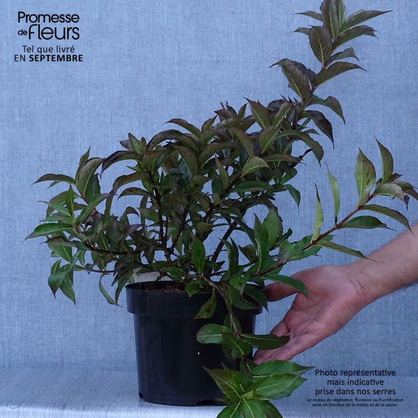 Exemplaar van Weigelia Minuet - Chinese weigelia Pot van 2 l/3 l zoals geleverd in de herfst