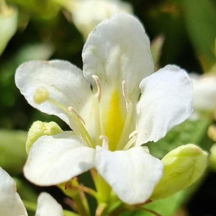 Weigelia Picobella Bianco (Bloei)