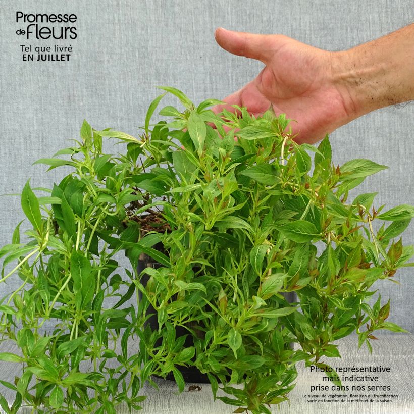 Exemplaar van Weigelia Picobella Bianco Pot van 3 l/4 l zoals geleverd in de zomer