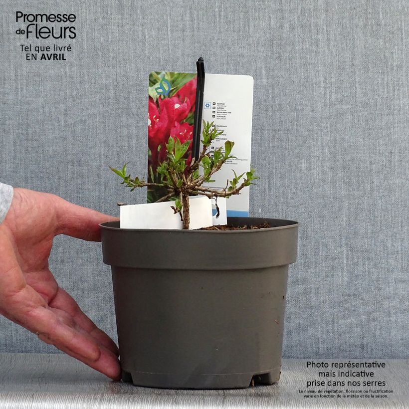 Exemplaar van Weigelia Picobella Rosso Pot van 2 l/3 l zoals geleverd in de lente