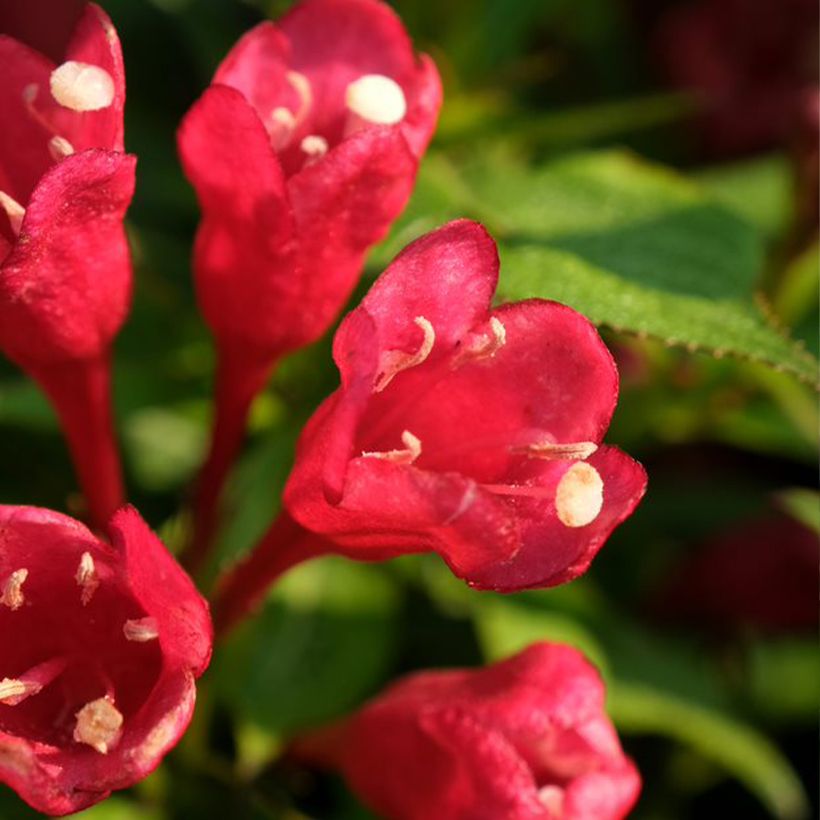 Weigelia Picobella Rosso (Flowering)