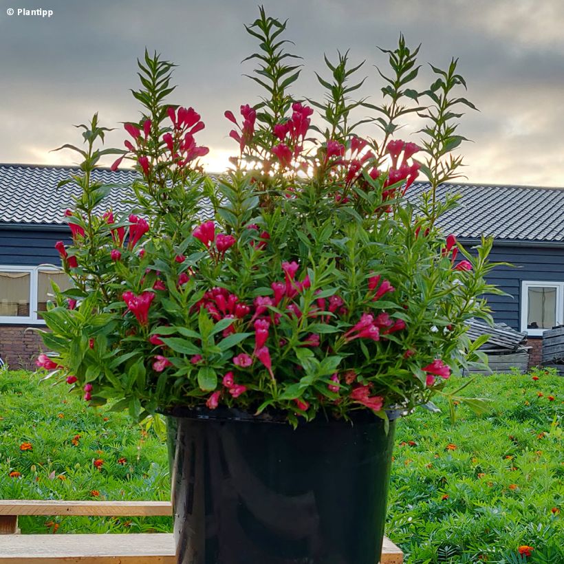 Weigelia Picobella Rosso (Groeiplaats)