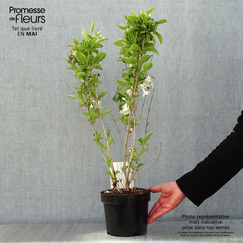 Example of Weigelia Snowflake Pot van 3 l/4 l as you get in printemps