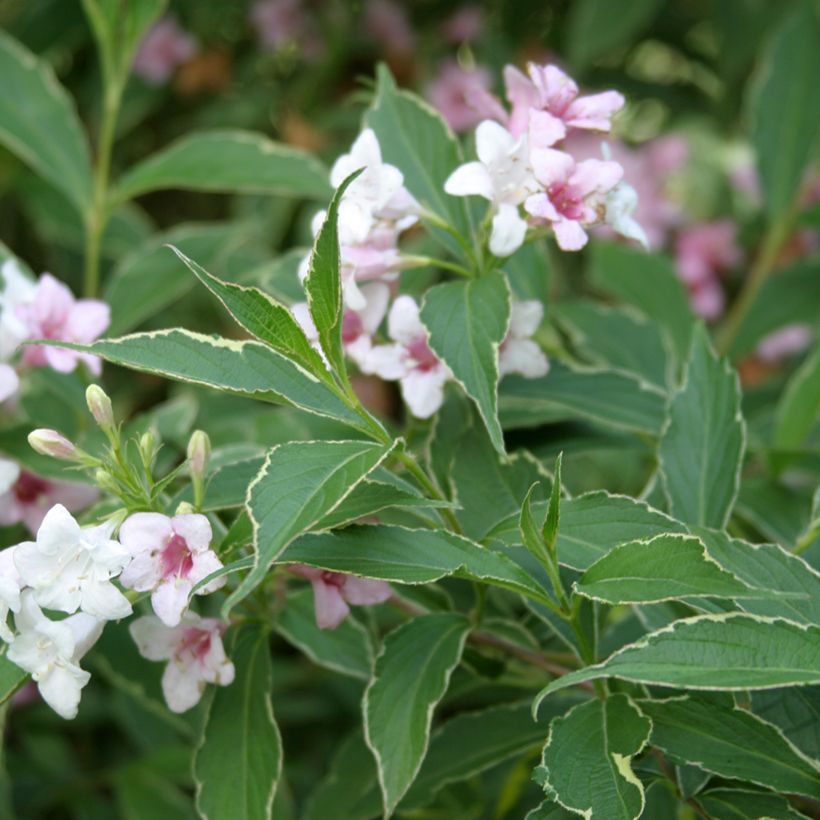 Weigelia Splendid (Blad)
