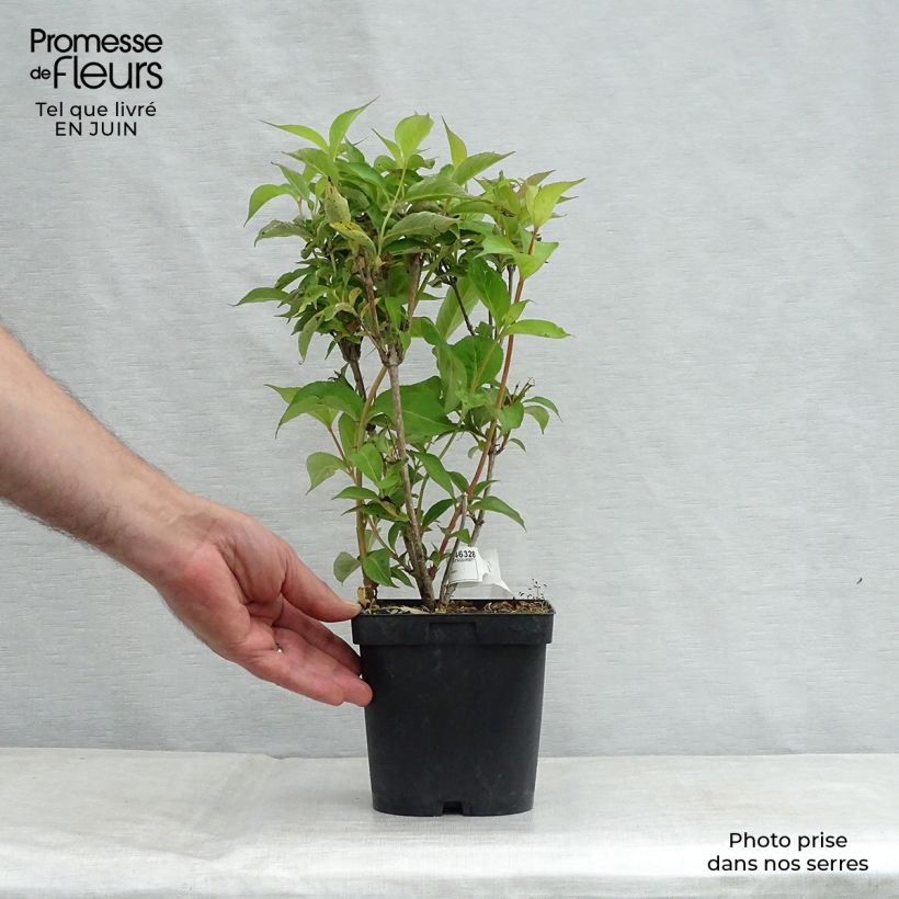 Exemplaar van Weigelia Stelzneri Pot van 2 l/3 l zoals geleverd in de zomer