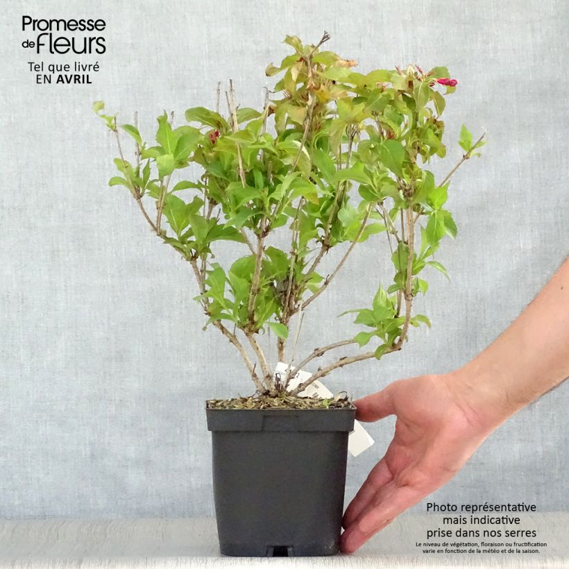 Example of Weigelia Stelzneri Pot van 2 l/3 l as you get in printemps