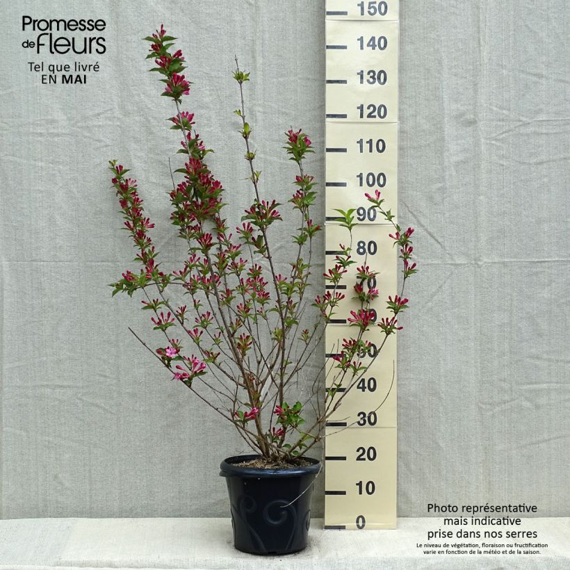 Example of Weigelia Stelzneri Pot van 7,5 l/10 l as you get in printemps