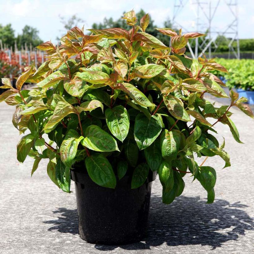 Weigelia Wings of Fire (Groeiplaats)