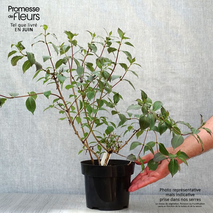 Exemplaar van Weigelia Wings of Fire Pot van 3 l/4 l zoals geleverd in de zomer