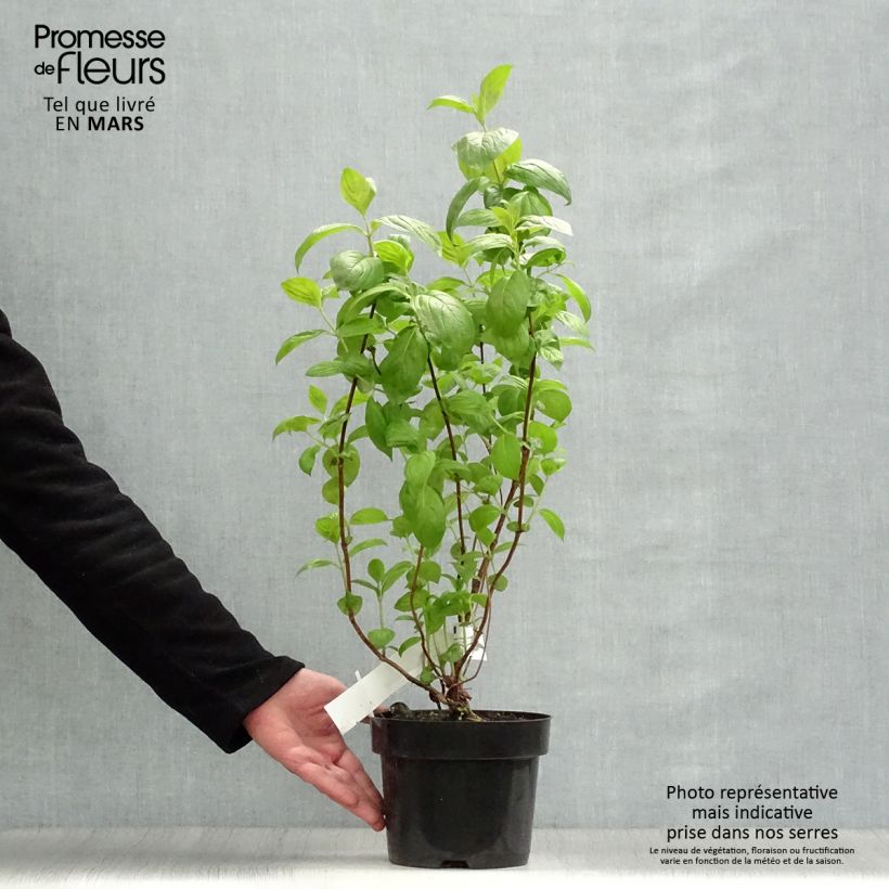 Exemplaar van Weigelia Wings of Fire Pot van 3 l/4 l zoals geleverd in de lente