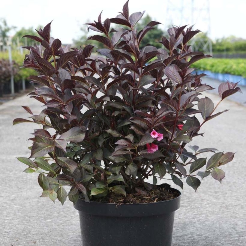 Weigelia florida Alexandra (Plant habit)