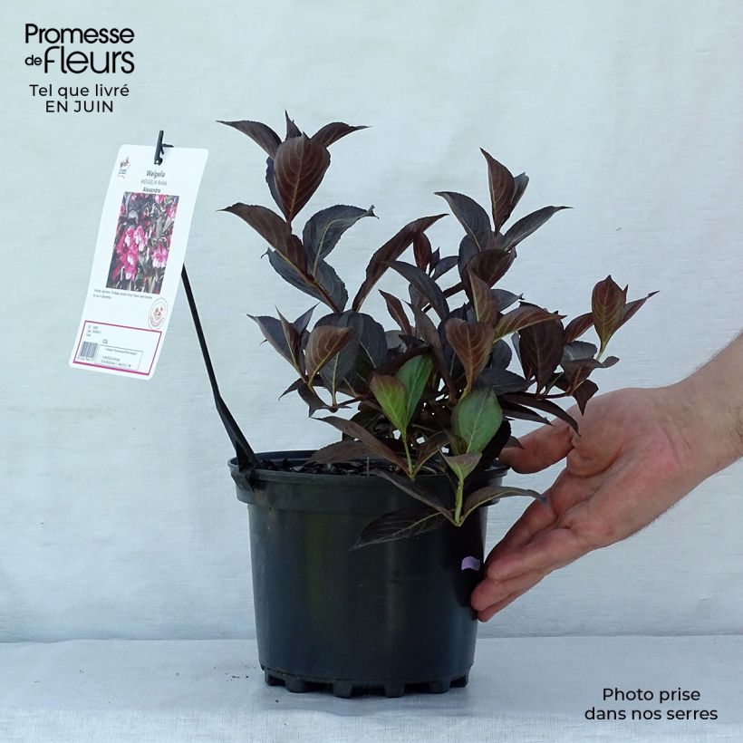 Exemplaar van Weigelia florida Alexandra Pot van 2 l/3 l zoals geleverd in de zomer