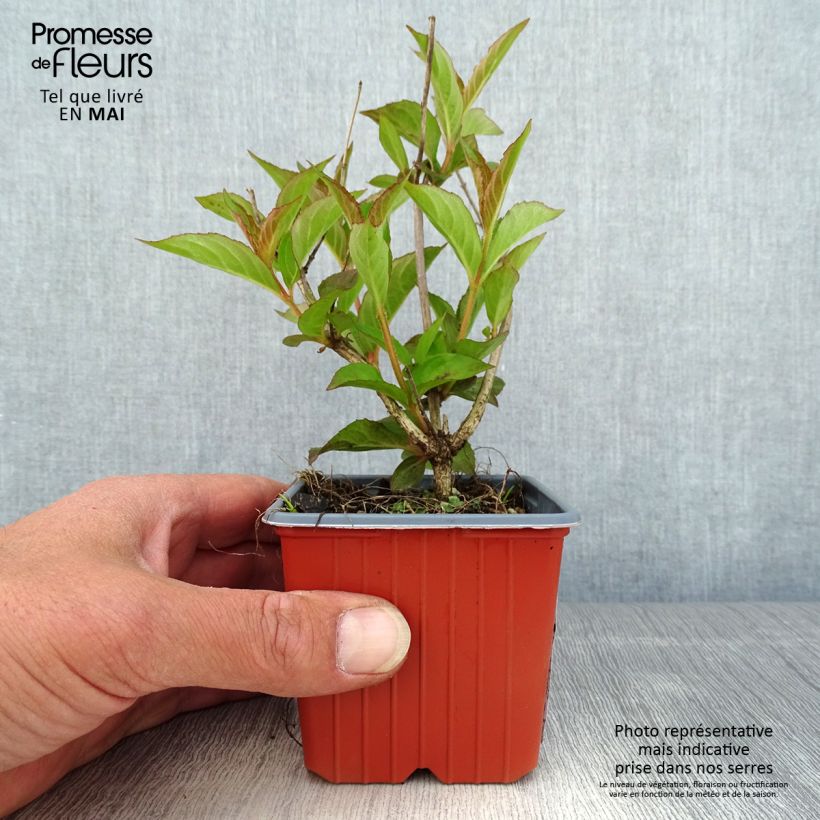 Example of Weigelia florida Bristol Ruby Kweekpotje van 8/9 cm as you get in printemps