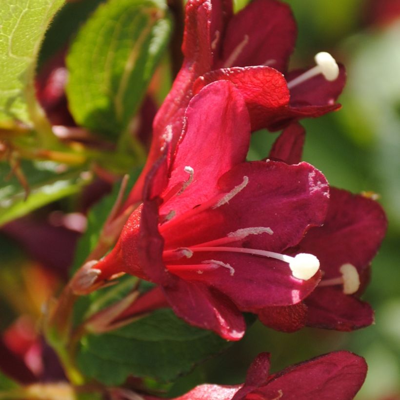 Weigelia florida Cherry Lace (Bloei)