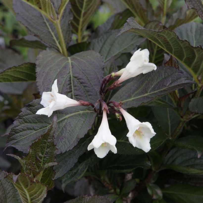 Weigelia florida Ebony and Ivory - Chinese weigelia (Bloei)