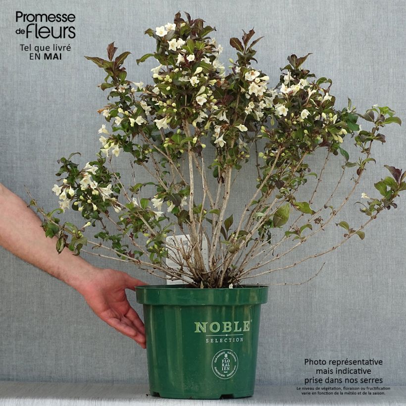 Exemplaar van Weigelia florida Ebony and Ivory - Chinese weigelia Pot van 7,5 l/10 l zoals geleverd in de lente