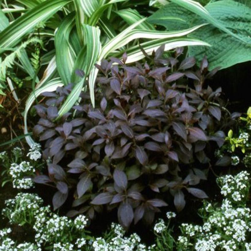 Weigelia florida Midnight Wine (Groeiplaats)