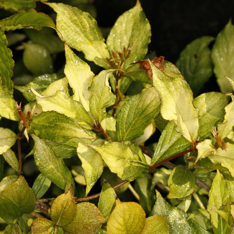 Weigelia florida Ghost - Chinese weigelia (Blad)