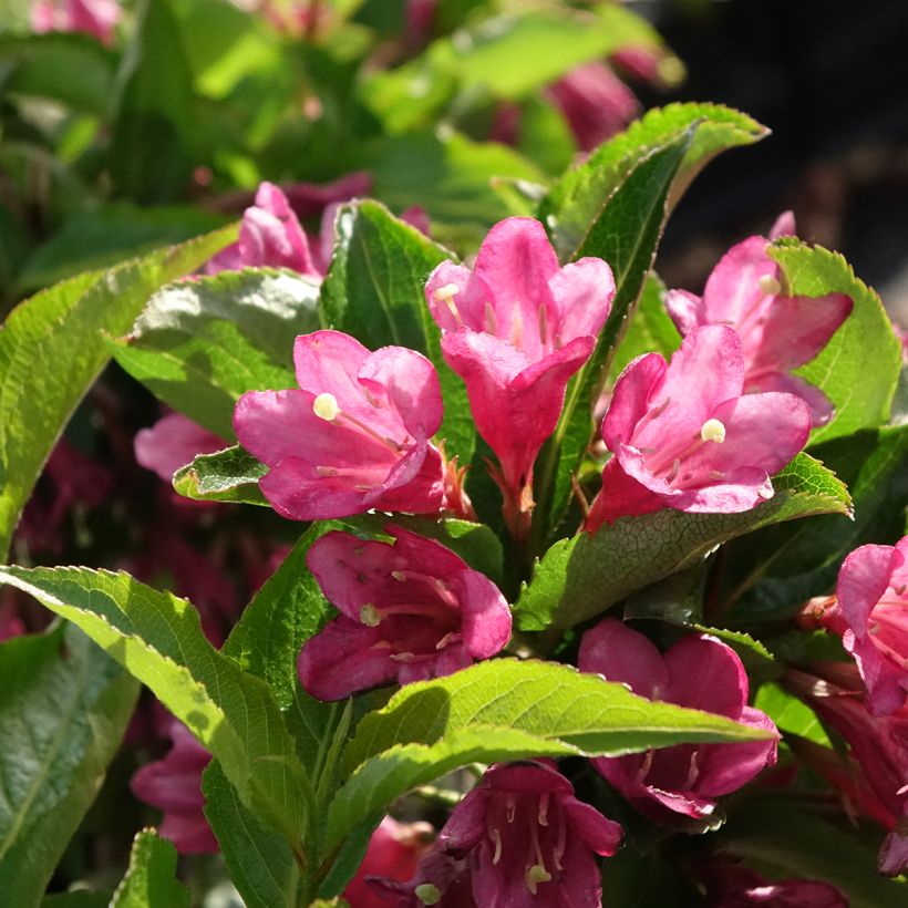 Weigelia florida Korea - Chinese weigelia (Bloei)